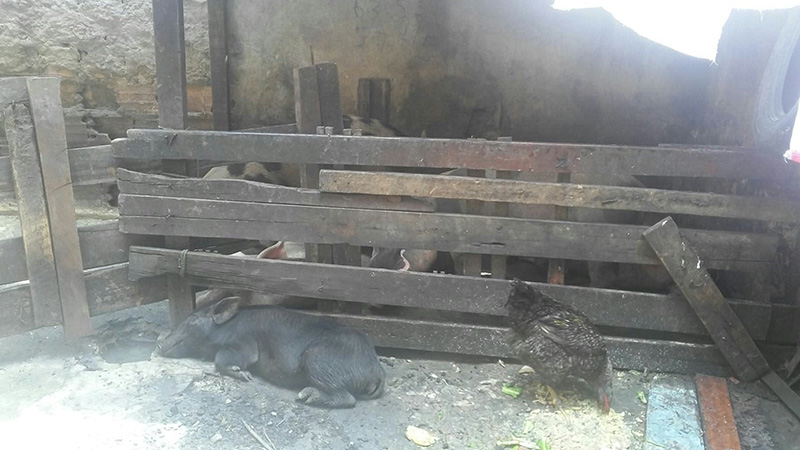 
        
            Vizinhos reclamam de matadouro clandestino
        
    