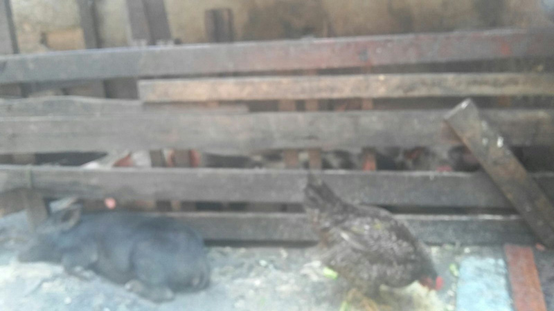 Vizinhos reclamam de matadouro clandestino
