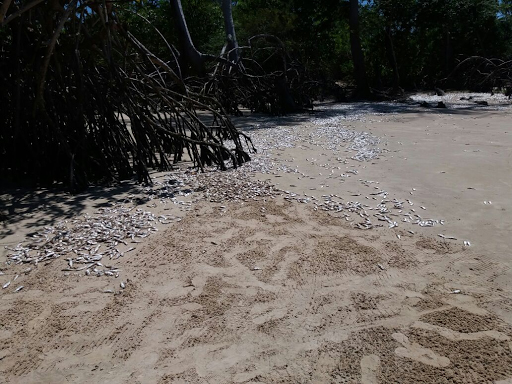 
        
            Peixes são encontrados mortos na região do Marajó
        
    