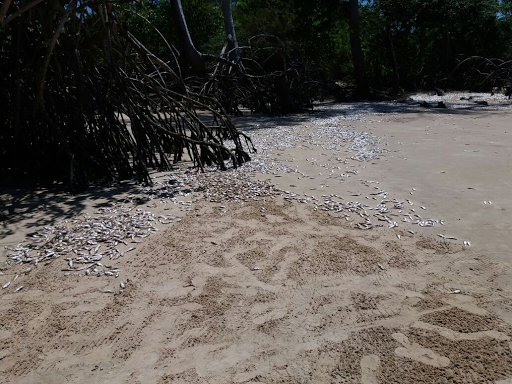 
        
            Peixes são encontrados mortos na região do Marajó
        
    