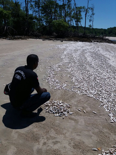 
        
            Peixes são encontrados mortos na região do Marajó
        
    