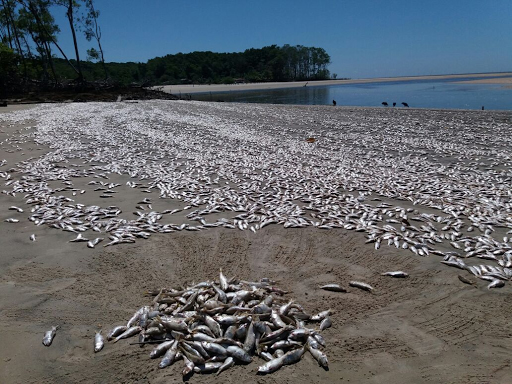 
        
            Peixes são encontrados mortos na região do Marajó
        
    