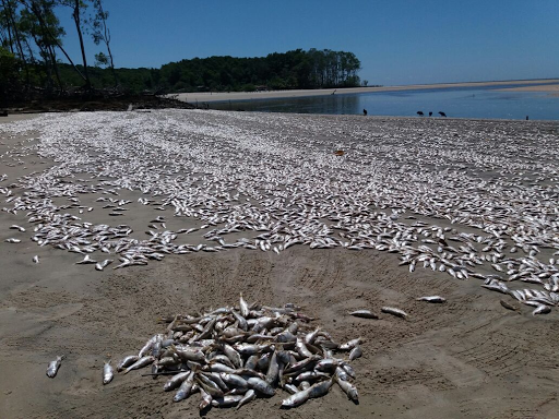 
        
            Peixes são encontrados mortos na região do Marajó
        
    