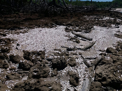 
        
            Peixes são encontrados mortos na região do Marajó
        
    