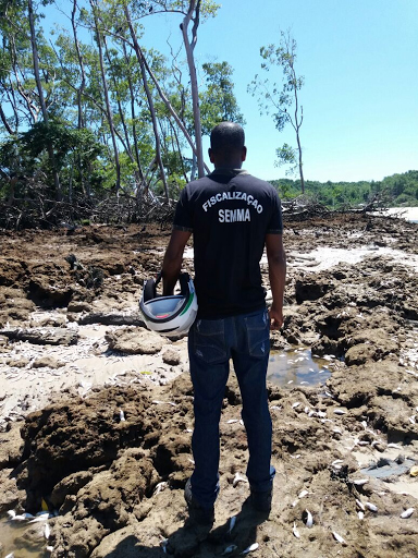 
        
            Peixes são encontrados mortos na região do Marajó
        
    