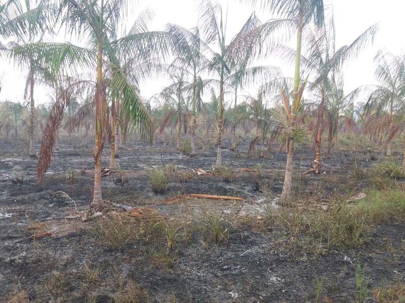 
        
            Incêndio destrói mais de 400 hectares de fazenda
        
    