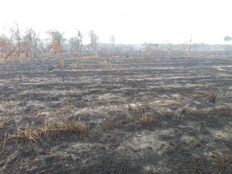 
        
            Incêndio destrói mais de 400 hectares de fazenda
        
    