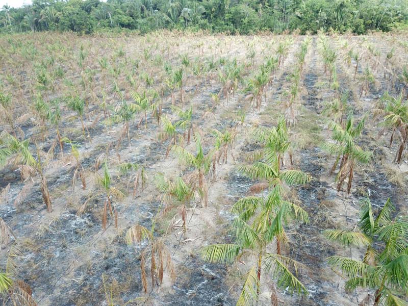 
        
            Incêndio destrói mais de 400 hectares de fazenda
        
    