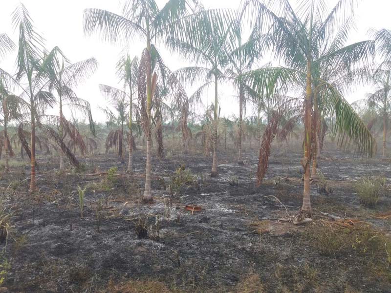 
        
            Incêndio destrói mais de 400 hectares de fazenda
        
    