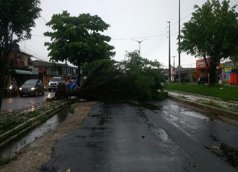 
        
            Queda de árvore bloqueia avenida Arterial 18, em Ananindeua
        
    