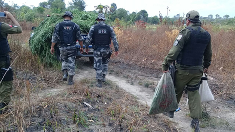 
        
            Plantação com 5.000 pés de maconha é destruída no Pará 
        
    