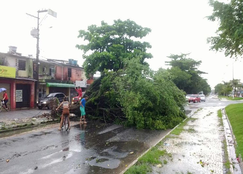 
        
            Queda de árvore bloqueia avenida Arterial 18, em Ananindeua
        
    