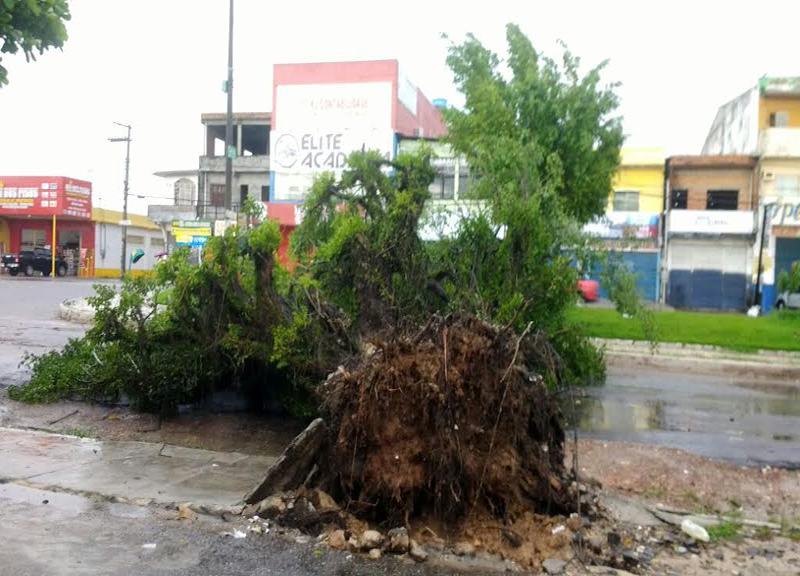
        
            Queda de árvore bloqueia avenida Arterial 18, em Ananindeua
        
    