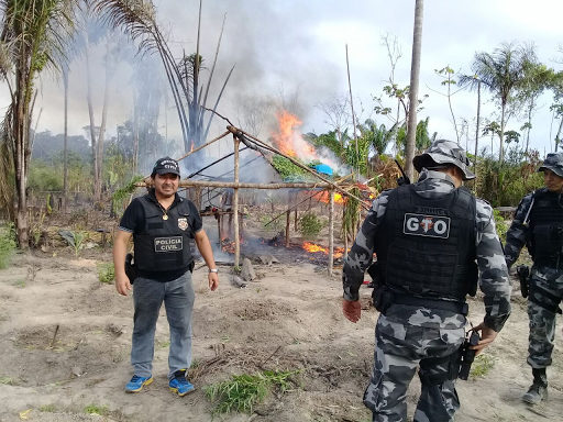 
        
            Plantação com 5.000 pés de maconha é destruída no Pará 
        
    