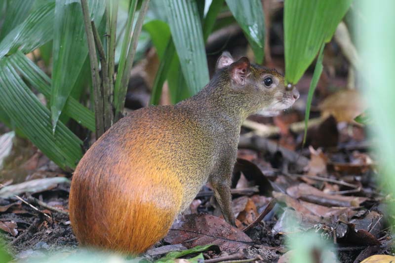 
        
            Anuário destaca riquezas da fauna e flora
        
    