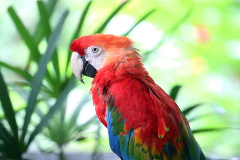 
        
            Anuário destaca riquezas da fauna e flora
        
    