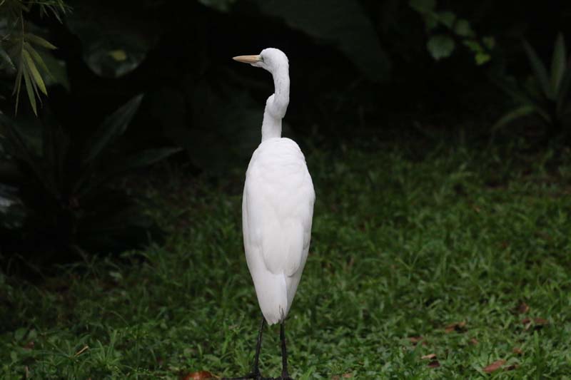 
        
            Anuário destaca riquezas da fauna e flora
        
    