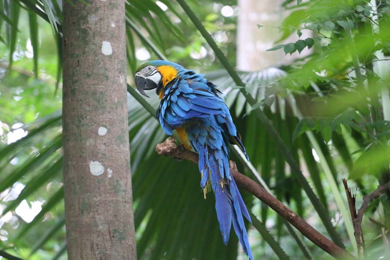 
        
            Anuário destaca riquezas da fauna e flora
        
    