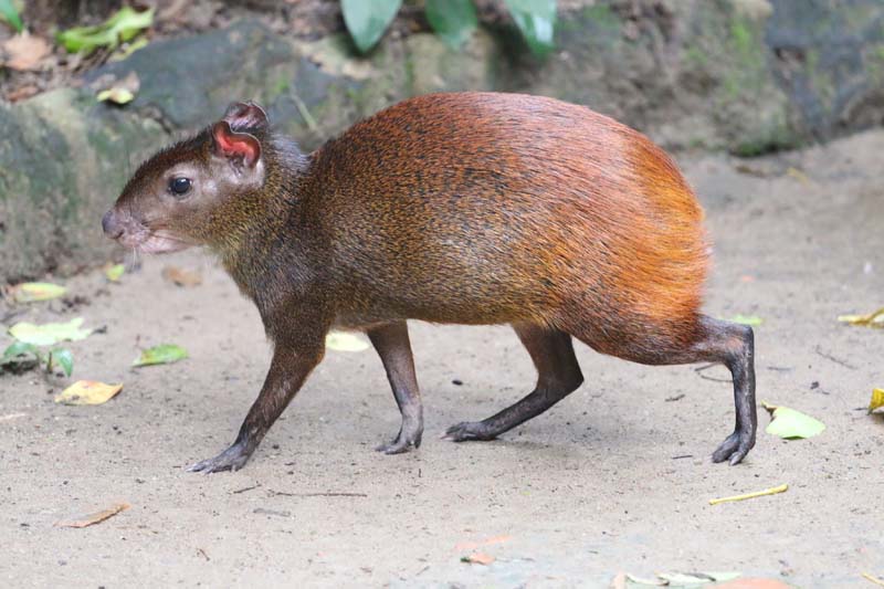 
        
            Anuário destaca riquezas da fauna e flora
        
    