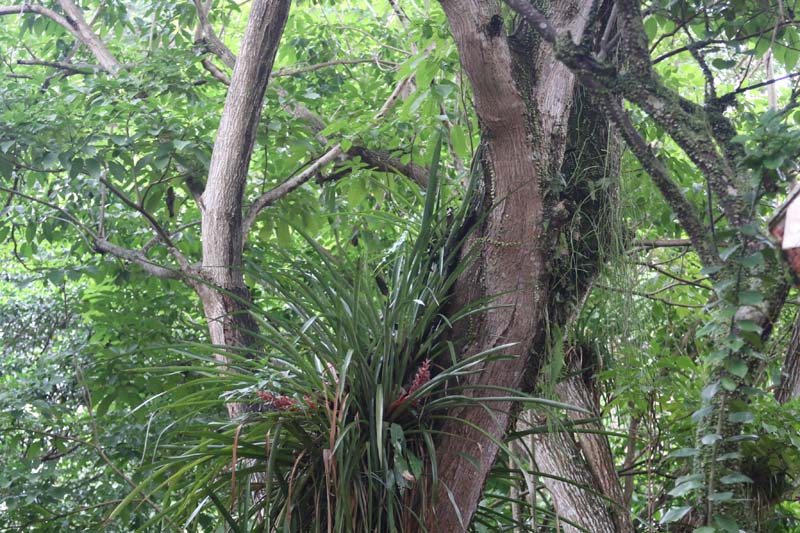 
        
            Anuário destaca riquezas da fauna e flora
        
    