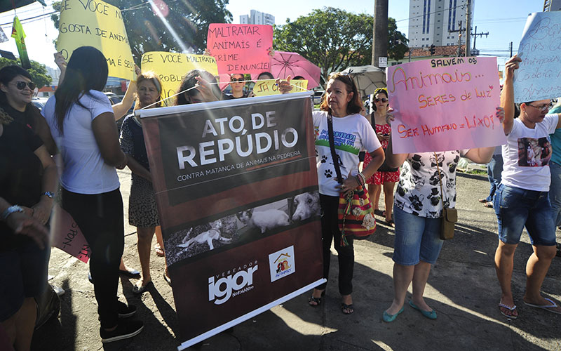 
        
            Grupos de proteção aos animais protestam após morte de gatos
        
    