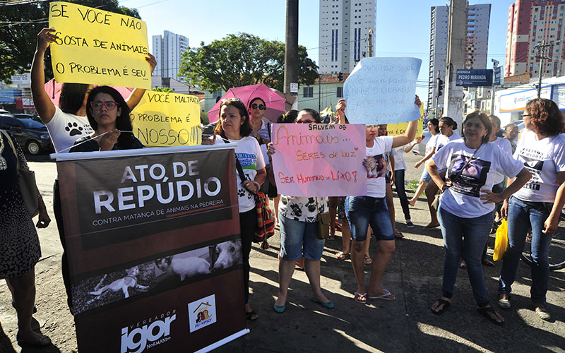 
        
            Grupos de proteção aos animais protestam após morte de gatos
        
    