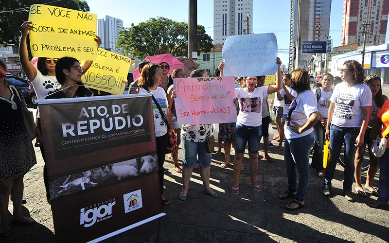 
        
            Grupos de proteção aos animais protestam após morte de gatos
        
    
