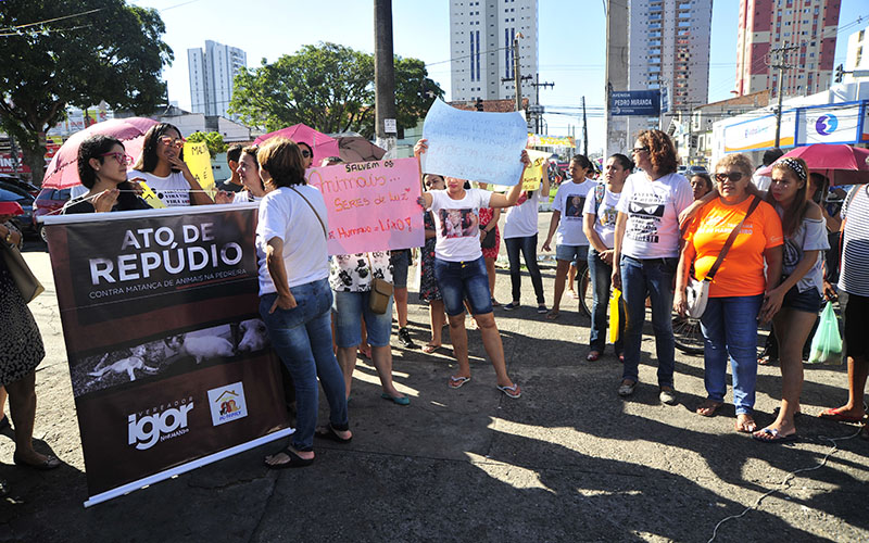 
        
            Grupos de proteção aos animais protestam após morte de gatos
        
    