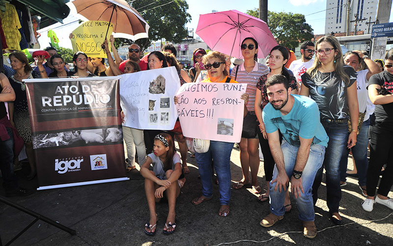 
        
            Grupos de proteção aos animais protestam após morte de gatos
        
    