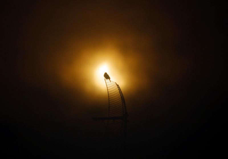 
        
            Veja imagens do eclipse feitas em Ananindeua
        
    