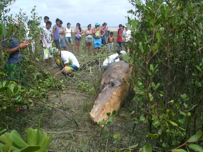 
        
            Baleia é encontrada encalhada em Marudá
        
    