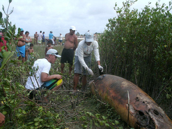
        
            Baleia é encontrada encalhada em Marudá
        
    