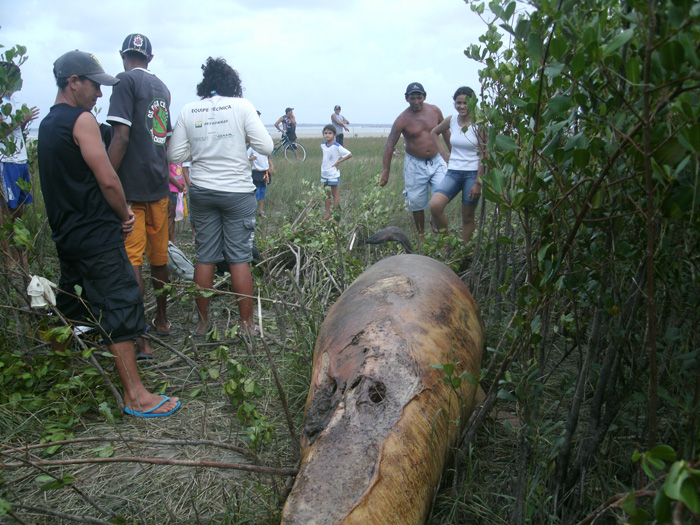 
        
            Baleia é encontrada encalhada em Marudá
        
    