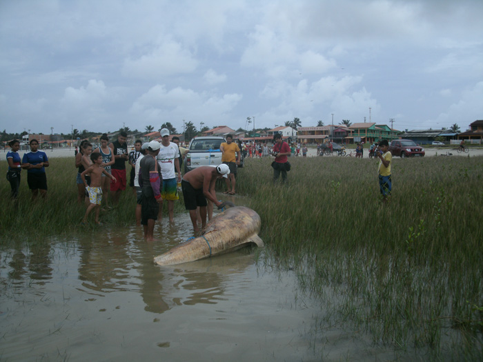 
        
            Baleia é encontrada encalhada em Marudá
        
    