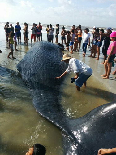 
        
            Baleia morre após encalhar na praia de Crispim
        
    