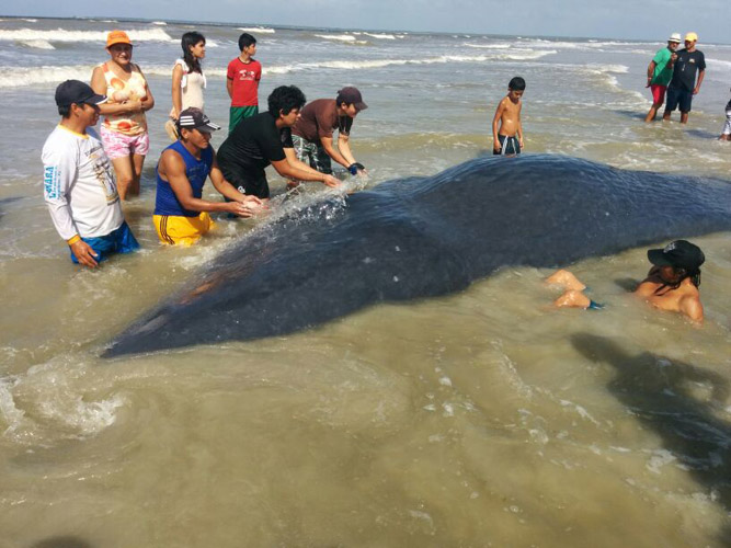
        
            Baleia morre após encalhar na praia de Crispim
        
    