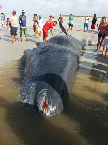 
        
            Baleia morre após encalhar na praia de Crispim
        
    