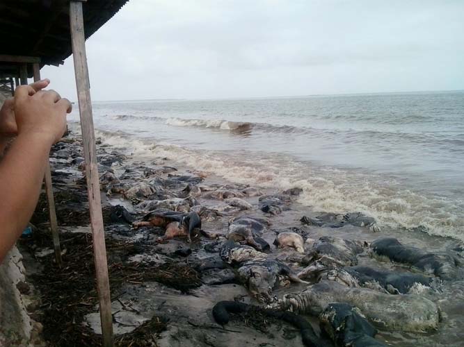 
        
            Moradores interditam via e pedem remoção de animais mortos
        
    