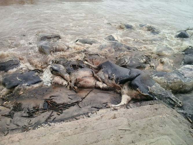 
        
            Moradores interditam via e pedem remoção de animais mortos
        
    