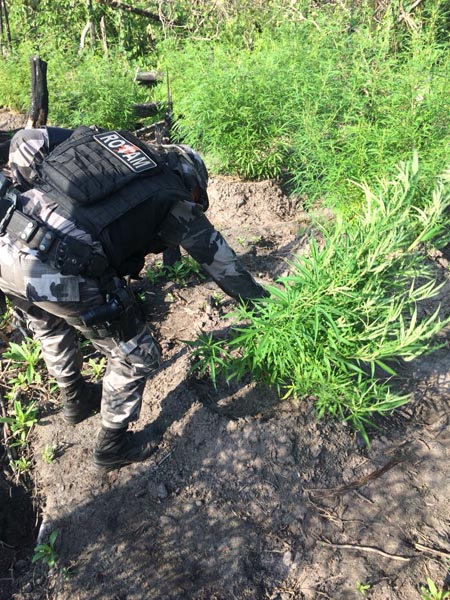 
        
        
            Policiais descobrem plantação com 20 mil pés de maconha em Viseu
        
    