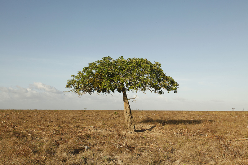 
        
        
            Octávio Cardoso tem exposição no Museu Goeldi
        
    