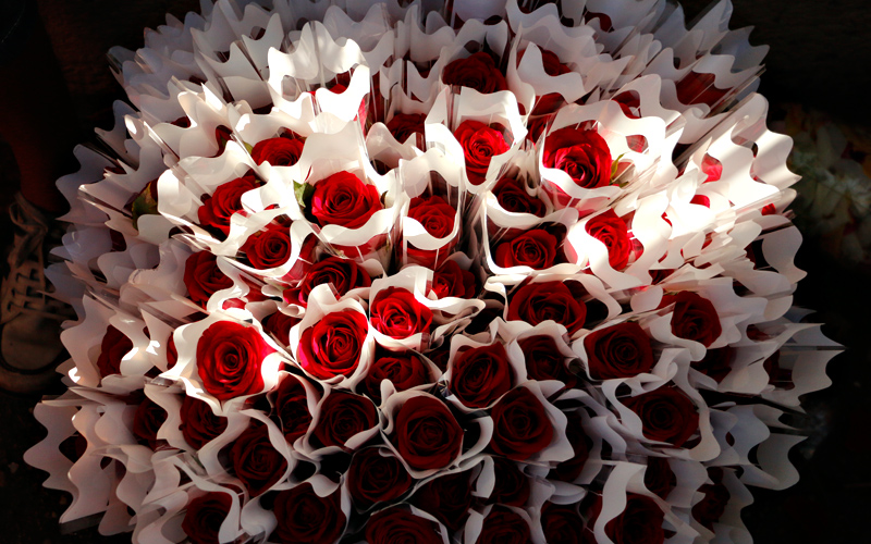 
        
            Santa Rita de Cássia é homenageada com rosas
        
    