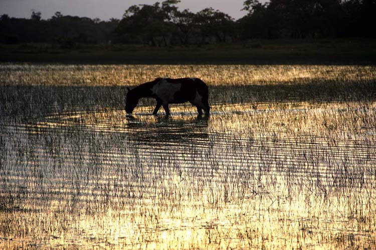 
        
            Bragança e Tracuateua: maravilhas do Pará
        
    