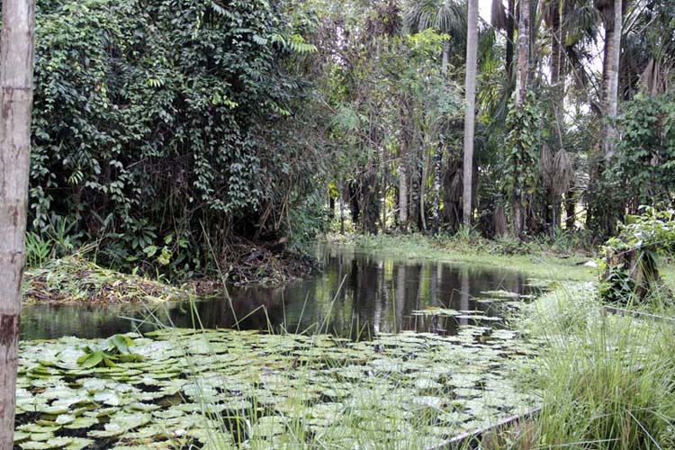 
        
            Bragança e Tracuateua: maravilhas do Pará
        
    