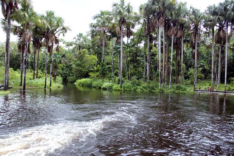 
        
            Bragança e Tracuateua: maravilhas do Pará
        
    