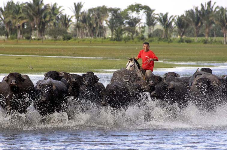 
        
            Bragança e Tracuateua: maravilhas do Pará
        
    