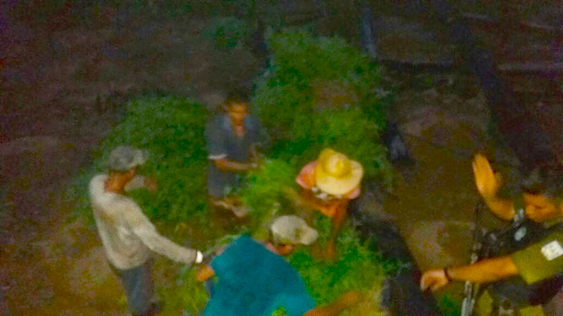 
        
            PM descobre plantação de maconha no município de Rurópolis
        
    