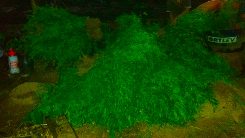 
        
            PM descobre plantação de maconha no município de Rurópolis
        
    
