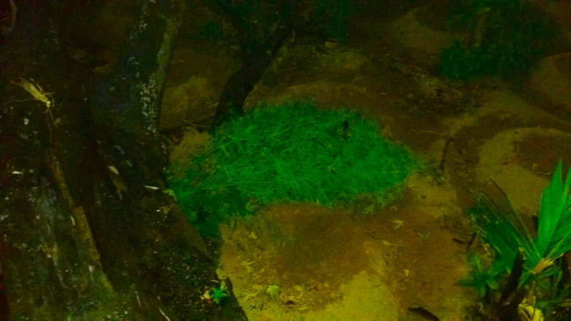 
        
            PM descobre plantação de maconha no município de Rurópolis
        
    