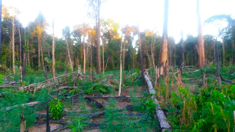 
        
            PM descobre plantação de maconha no município de Rurópolis
        
    
